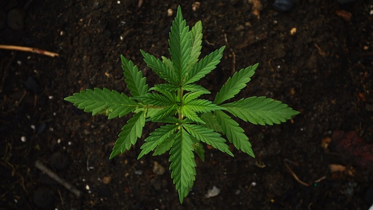 Masuk Narkotika Golongan I, Indonesia Tak Pernah Pakai Ganja Sebagai Obat