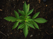 Masuk Narkotika Golongan I, Indonesia Tak Pernah Pakai Ganja Sebagai Obat