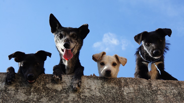Anjing Bisa Deteksi Obrolan Serius vs. Omong Kosong