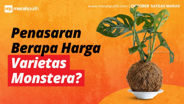 Berapa Sih Sebenernya Harga Tanaman Monstera