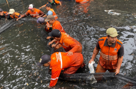 MUI Soroti Pembasmian Ikan Sapu-sapu, Metode Penguburan Hidup-hidup Dipersoalkan