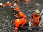 MUI Soroti Pembasmian Ikan Sapu-sapu, Metode Penguburan Hidup-hidup Dipersoalkan