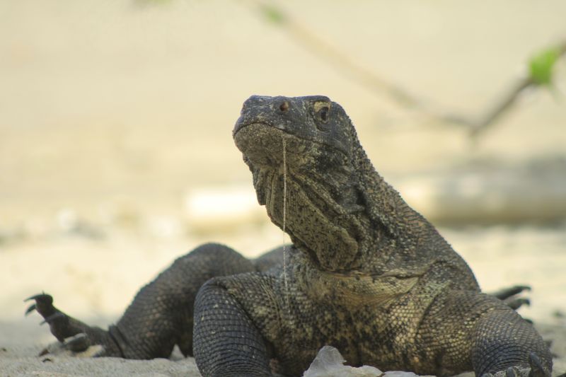 Sindikat Internasional Penyelundupan Komodo dari NTT ke Thailand Terbongkar
