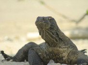 Gempar Komodo Hampir 2 Meter Makan Ternak Warga, BBKSDA Pasang Kandang Perangkap