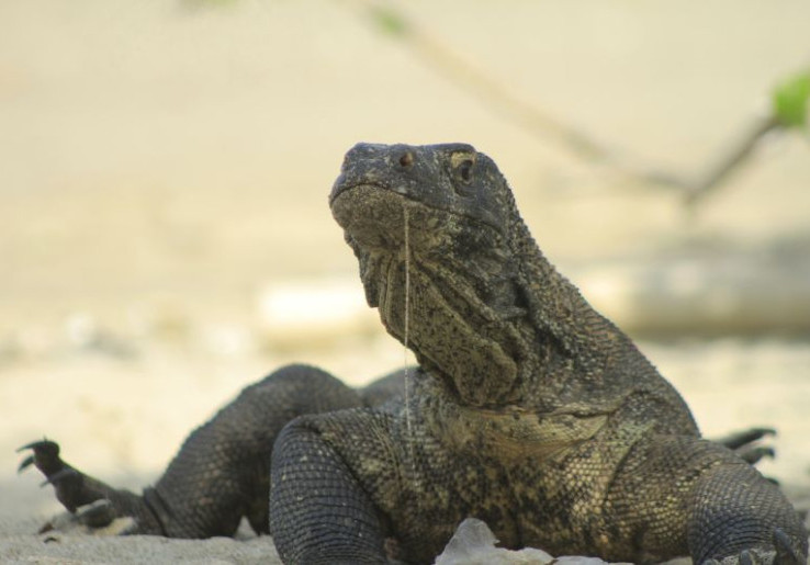 Sindikat Internasional Penyelundupan Komodo dari NTT ke Thailand Terbongkar