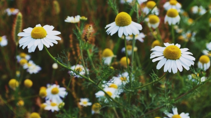 Khasiat Chamomile untuk Kulit Wajah