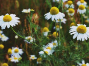 Khasiat Chamomile untuk Kulit Wajah