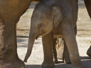 Petugas TNWK Temukan Tulang Belulang Gajah Liar