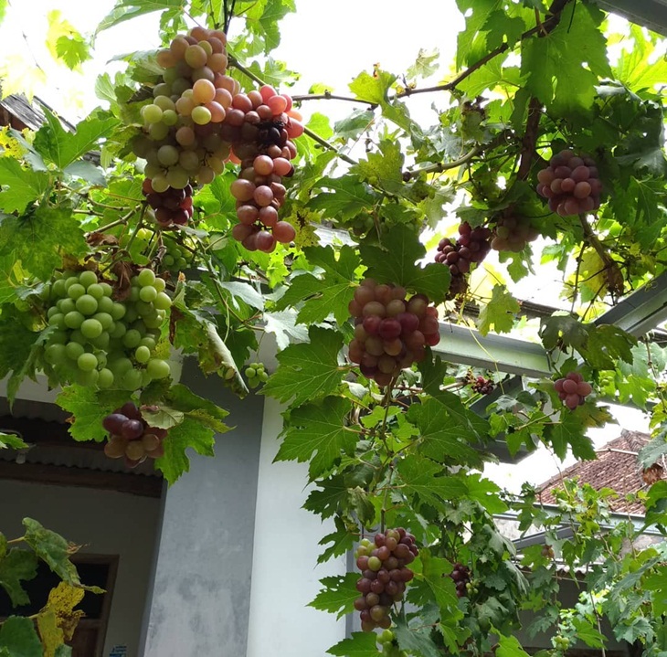 Kampung Anggur, Bantul. (Foto: instagram.com/lila_garden_jogja)