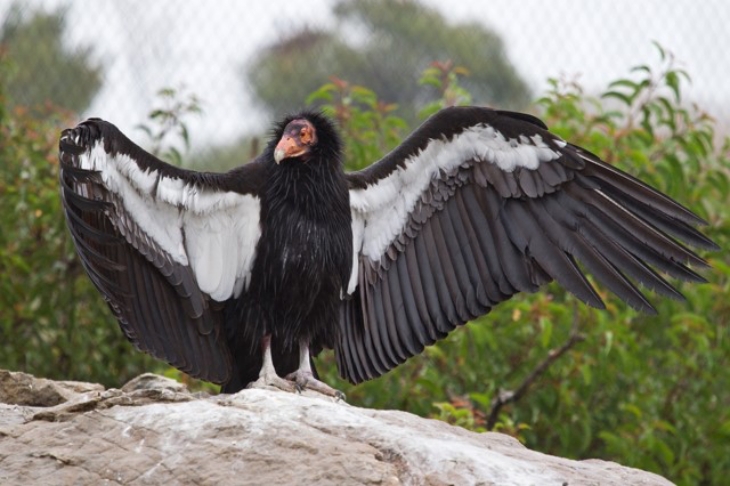 Kabar Baik dan Buruk dari Dunia Fauna Sepanjang 2021