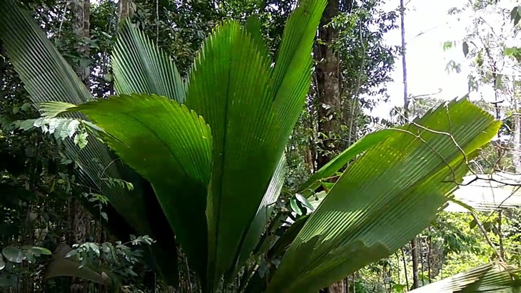 Daun Salo sebagai pewarna benang. (Screenshoot/YouTube)