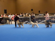 Jakarta Indonesia Pet Show 2019, Surganya Pencinta Hewan