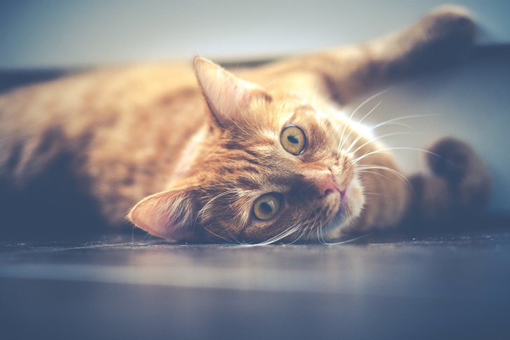 Mencegah kucing di luar rumah berarti mencegah penyakit menular. (Foto: Pixabay/DariuszSankowski)