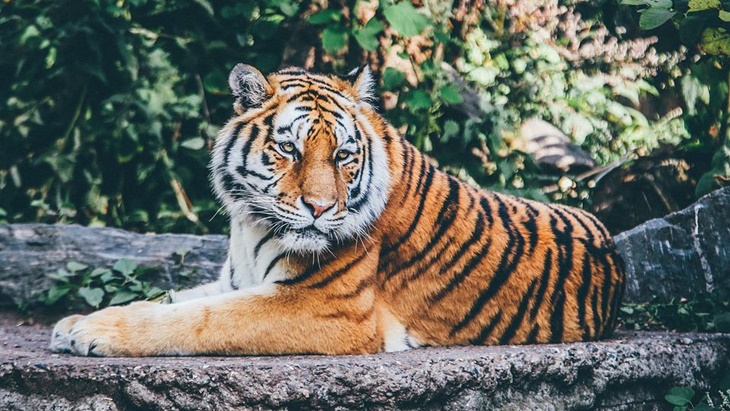 Para Wisatawan yang Ingin ke Taman Safari Disarankan Beli Tiket Online