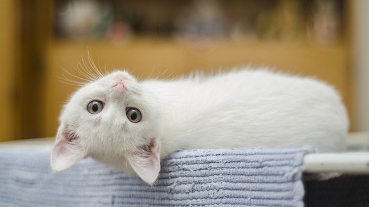 MeowTalk, Aplikasi Penerjemah Ngeong Kucing