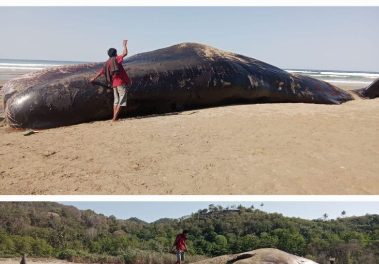 Paus Sperma Mati Terdampar di Pesisir Sumba Timur, Warga Dilarang Makan Dagingnya