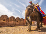Bahayanya Wisata Menunggang Gajah 