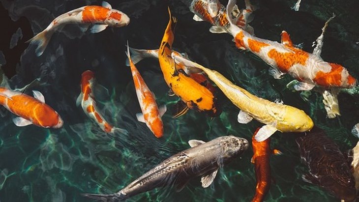 Ikan Koi, Perlu Ruang Khusus
