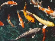 Ikan Koi, Perlu Ruang Khusus