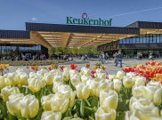 Menikmati Tulip Tahunan Paling Berwarna-warni di Belanda Dari Rumah 