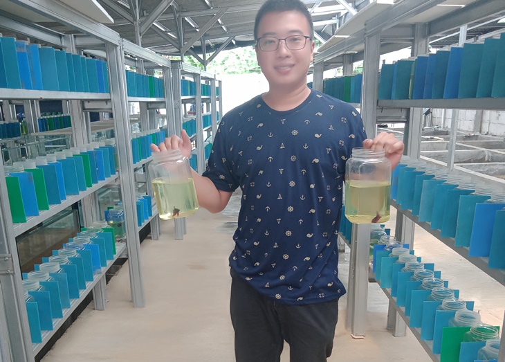 ikan cupang