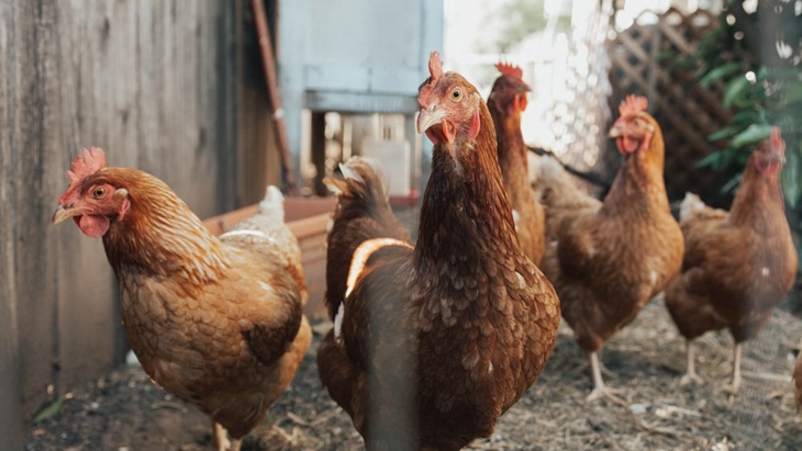 Fobia Terhadap Ayam, Jangan Dianggap Enteng