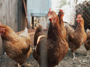 Fobia Terhadap Ayam, Jangan Dianggap Enteng