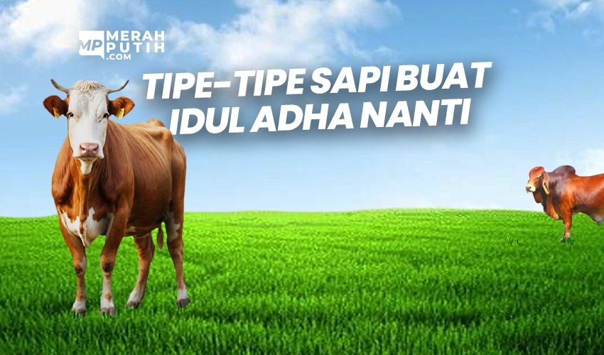 Tipe-Tipe Sapi Buat Idul Adha Nanti