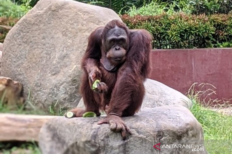 Bali zoo