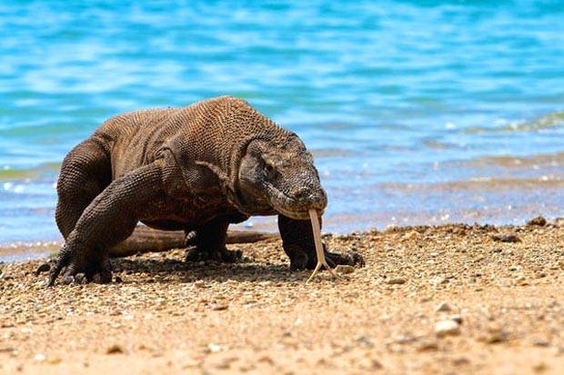 Didominasi Wisatawan Asing, Taman Nasional Komodo Makin Mendunia