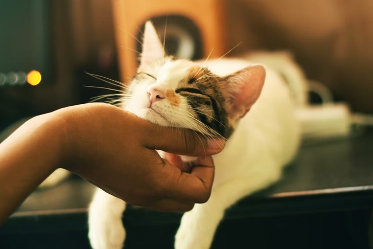 Sejarah dan Makna Hari Kucing Sedunia