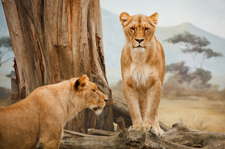lioness, africa