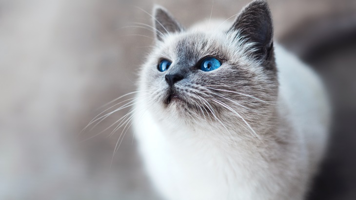 Tanda Kucing Hamil Sebelum Perutnya Bunting