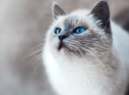 Tanda Kucing Hamil Sebelum Perutnya Bunting