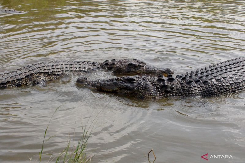 Bakal Ada Satgas Baru, Namanya Penanganan Buaya Liar