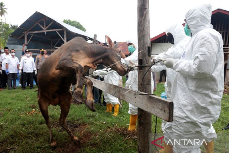Awal Agustus, 805.570 Sapi telah Divaksin PMK