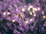 Bunga Lavender yang Bagus Untuk Kulit