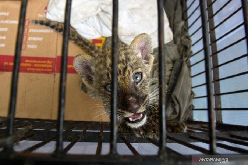 Virus Tewaskan Bayi Leopard Kebun Binatang Riau