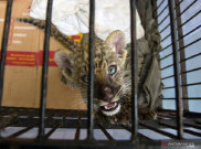 Virus Tewaskan Bayi Leopard Kebun Binatang Riau
