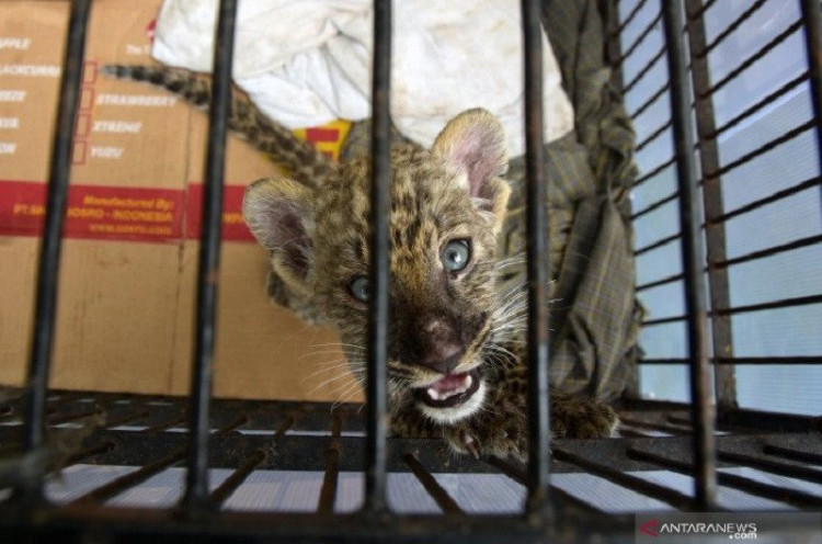 Virus Tewaskan Bayi Leopard Kebun Binatang Riau