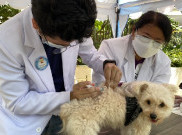 Pentingnya Vaksinasi Rabies untuk Anjing Kesayanganmu