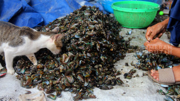 Menilik Buruh Pengupas Kerang Hijau di Pesisir Jakarta