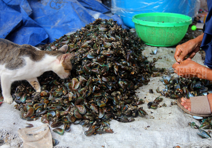 Menilik Buruh Pengupas Kerang Hijau di Pesisir Jakarta