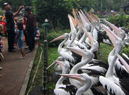 H+2 Idul Fitri, 40.000 Orang Kunjungi Ragunan