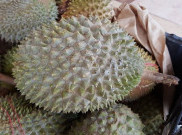 Surga Pencinta Durian, Wisata Kebun Durian Ini Lagi Ngetren di Garut