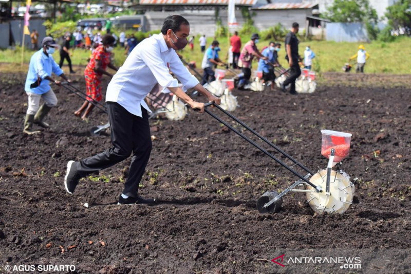 Jokowi Ingin Papua Barat Jadi Produsen Utama Komoditas Pertanian di Indonesia Timur