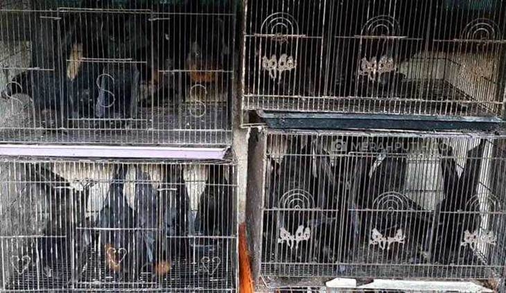Kelelawar di Pasar Burung Depok, Solo, Jawa Tenggah tetap menerima banyak permintaan meskipun ada ancaman virus corona, Senin (27/1). (MP/Ismail)