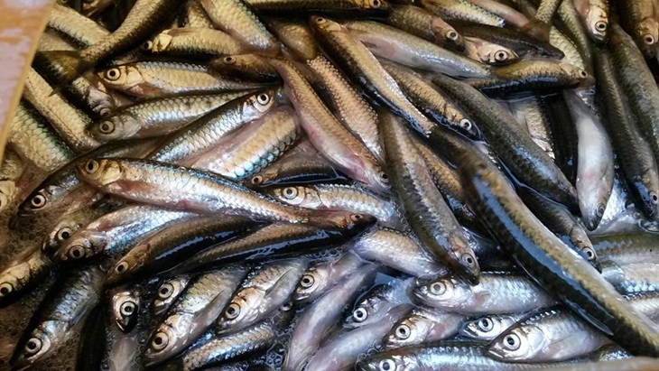 Ikan depik ahasan dasar untuk difermentasi. (Foto: facebook.com/aryanto.tkgn)