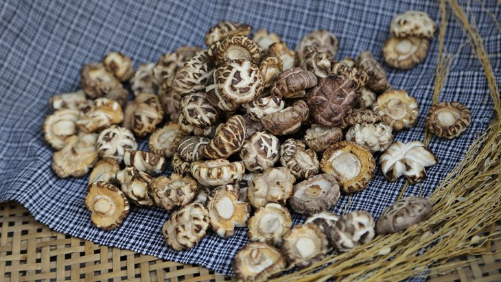 jamur shiitake