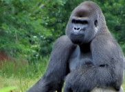 Gorila di Zoo Atlanta, Positif Terkena COVID-19
